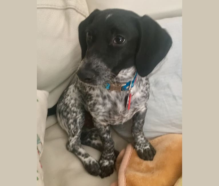 Embark Dog DNA Test Breed