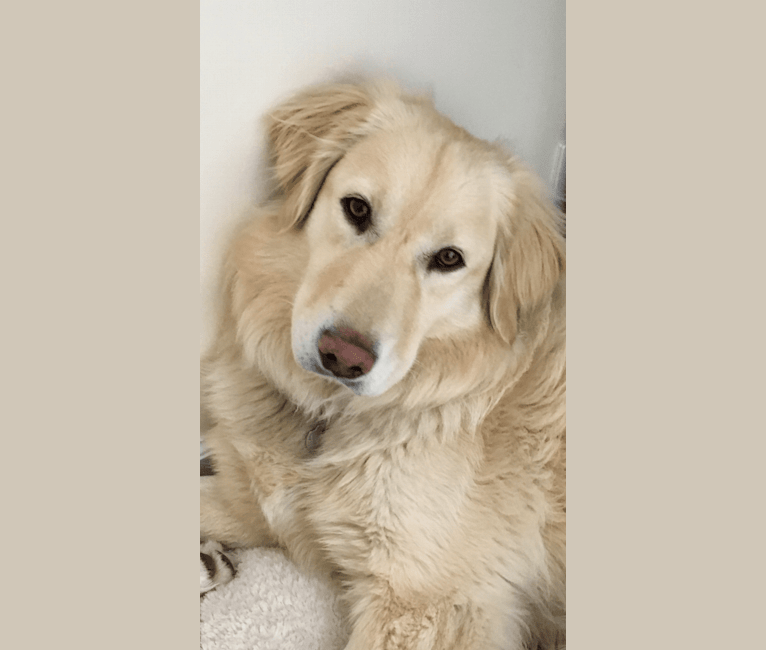 Malamute golden retriever mix online