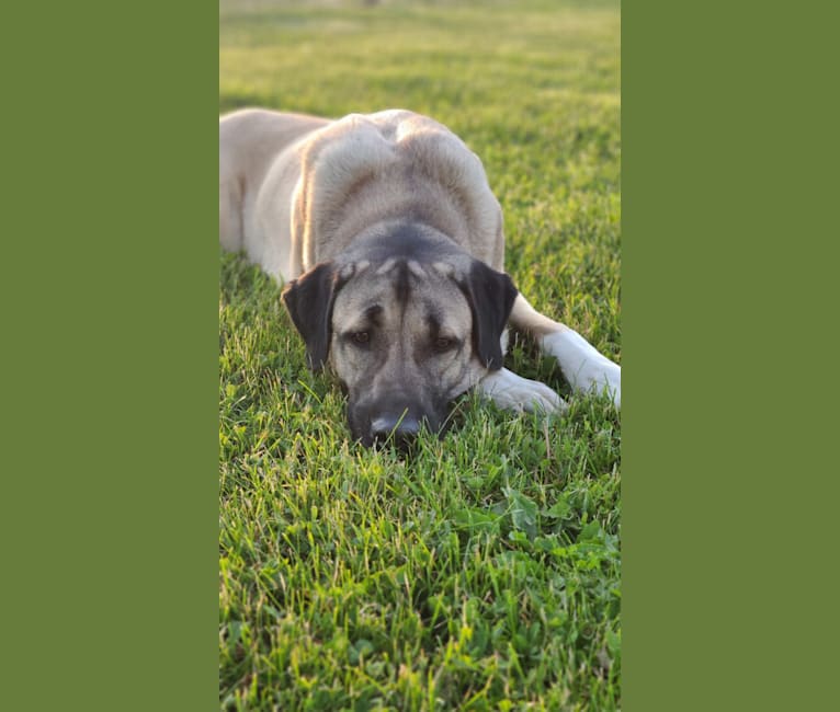 Mora, an Anatolian Shepherd Dog tested with EmbarkVet.com