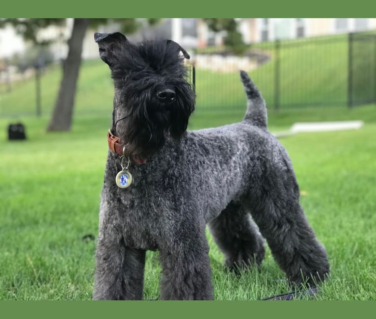 Photo of Mabel, a Kerry Blue Terrier  in Laveen, Phoenix, AZ, USA