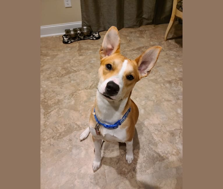 Cid, a Boxer and Australian Cattle Dog mix tested with EmbarkVet.com