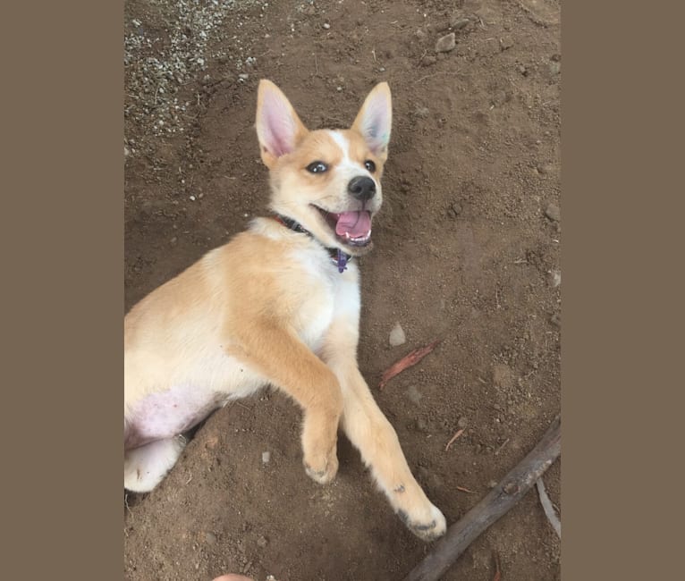 Chamonix, an Australian Cattle Dog and Australian Kelpie mix tested with EmbarkVet.com
