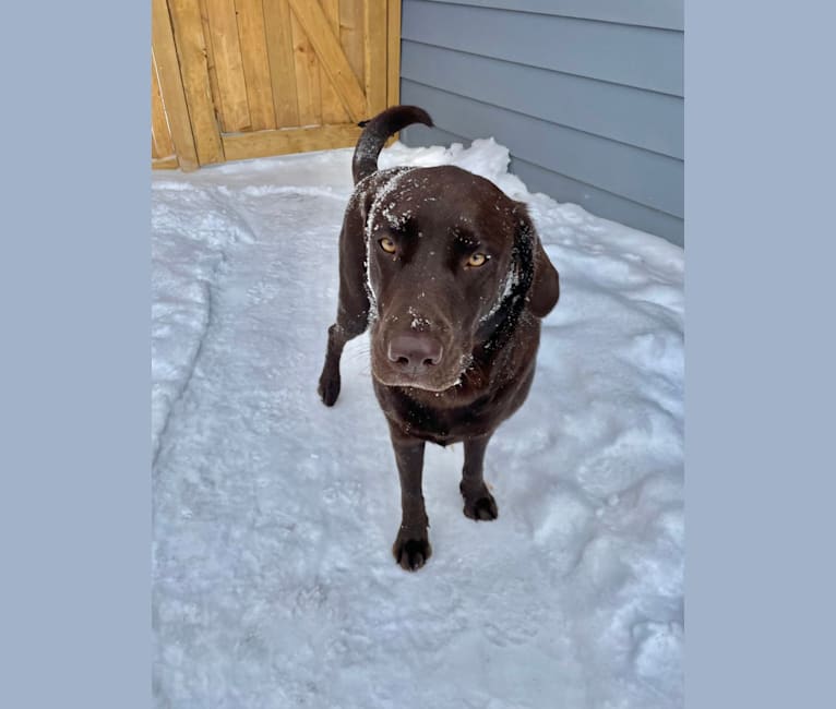 Bailey, a Labrador Retriever tested with EmbarkVet.com