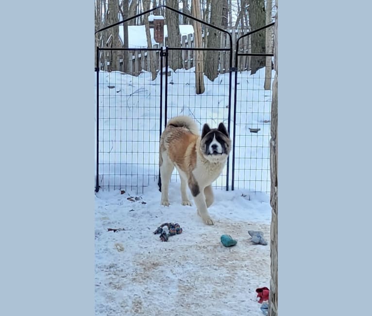 Gauge, an Akita tested with EmbarkVet.com