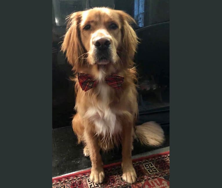 Photo of Owen, a Golden Retriever and Mixed mix in Turkey