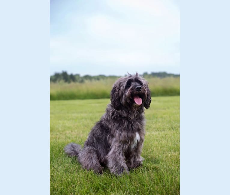 Ben, a Portuguese Water Dog and Beagle mix tested with EmbarkVet.com