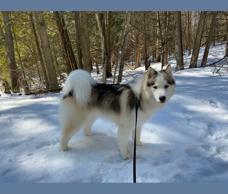 Maui, a Siberian Husky and Alaskan Malamute mix tested with EmbarkVet.com