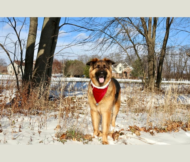 Moose, a German Shepherd Dog and Black Russian Terrier mix tested with EmbarkVet.com