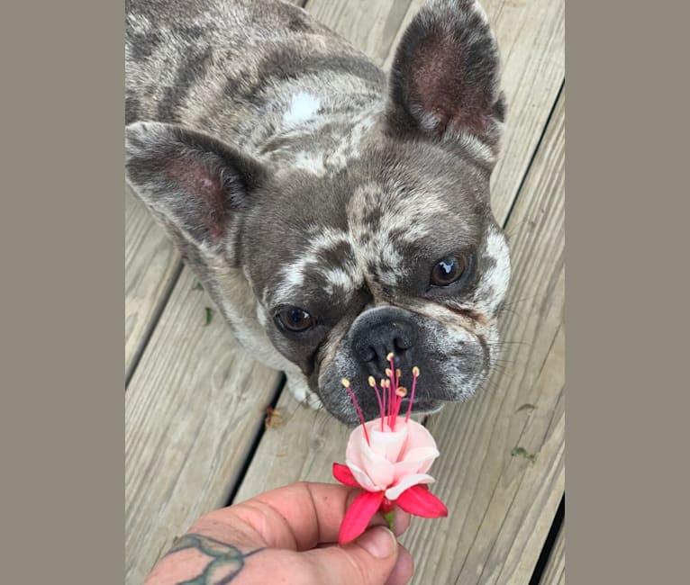 Photo of Maggie, a French Bulldog and Chihuahua mix in Worcester, MA, USA