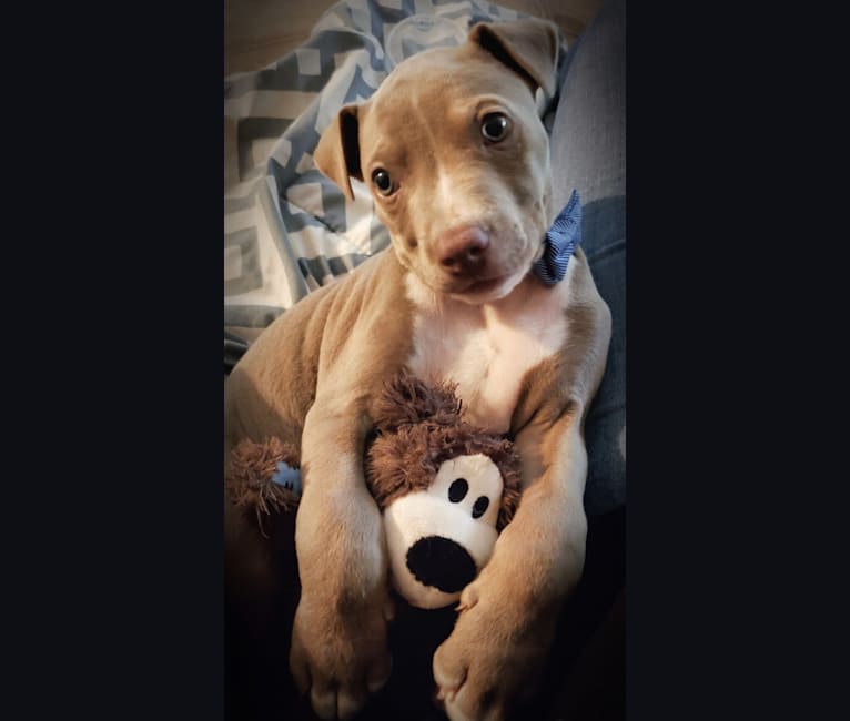 Photo of Louie, an American Pit Bull Terrier, American Staffordshire Terrier, and Mixed mix in Vaiden, Mississippi, USA