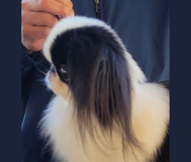 Ritzy, a Japanese Chin tested with EmbarkVet.com