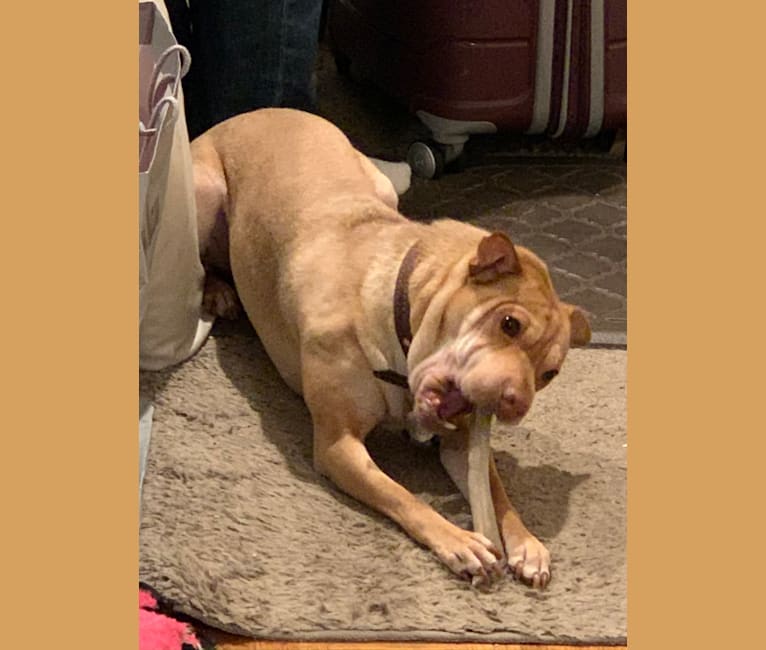 Embark Dog DNA Test Breed