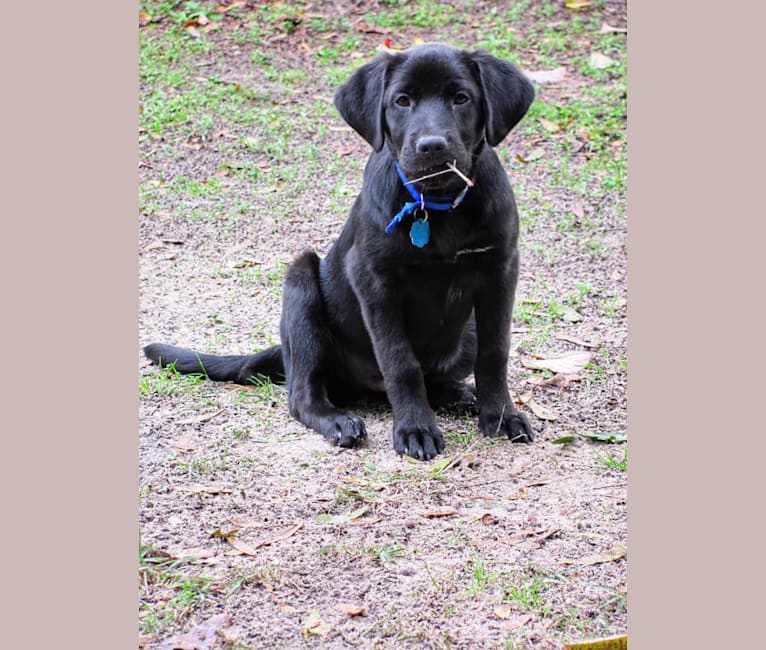 Photo of Rue, a Labrador Retriever, German Shepherd Dog, Golden Retriever, Chow Chow, and Mixed mix in Tallahassee, FL, USA