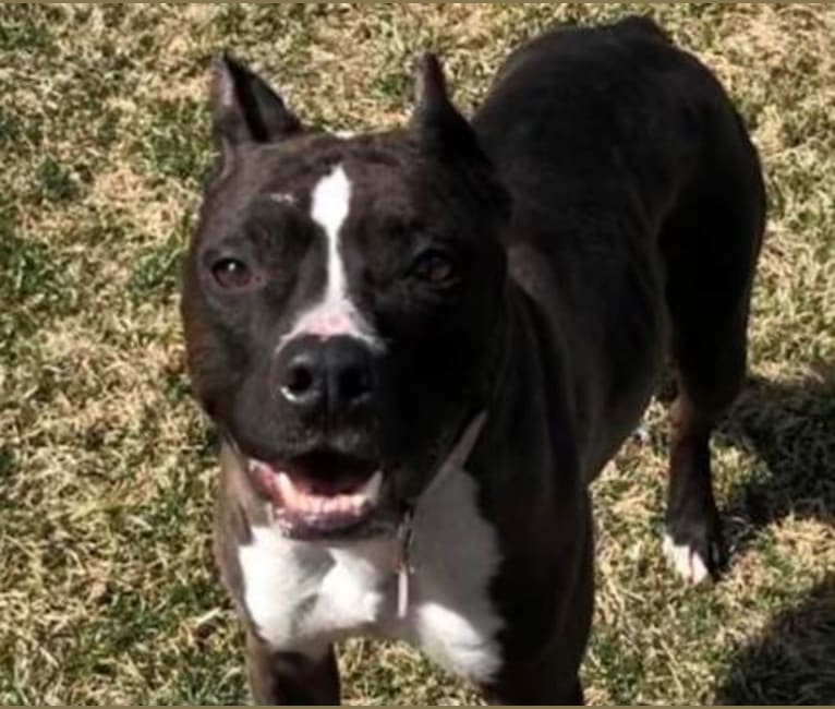 Rebel, an American Staffordshire Terrier tested with EmbarkVet.com