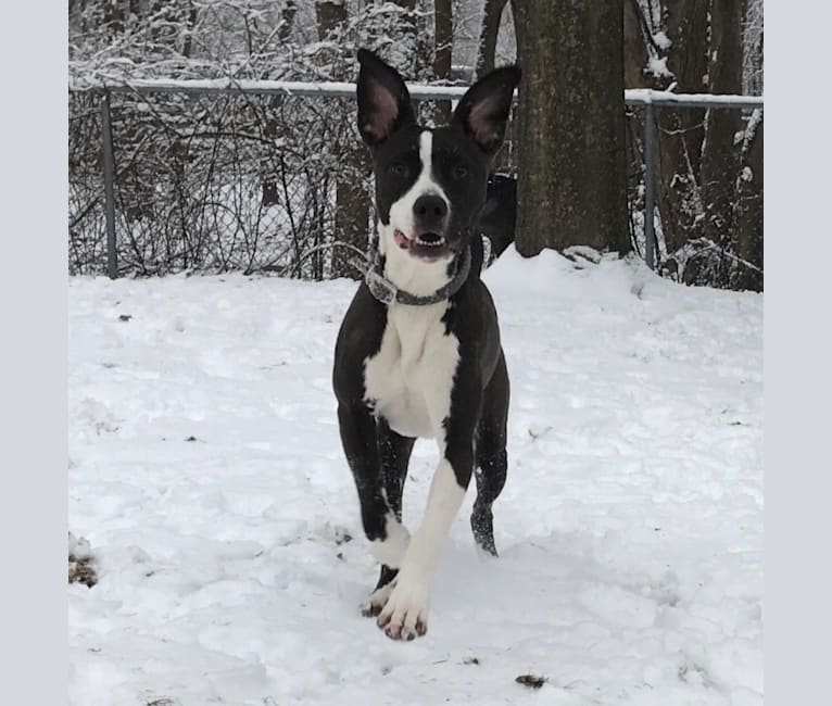 Photo of Eva, an American Pit Bull Terrier, German Shepherd Dog, and American Staffordshire Terrier mix in Boston, Massachusetts, USA