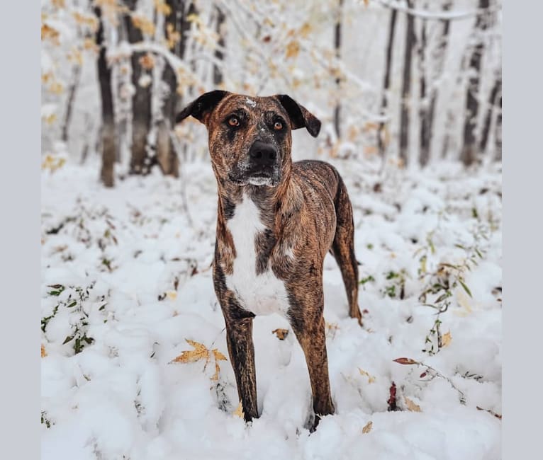 Wren, a Catahoula Leopard Dog and Rottweiler mix tested with EmbarkVet.com