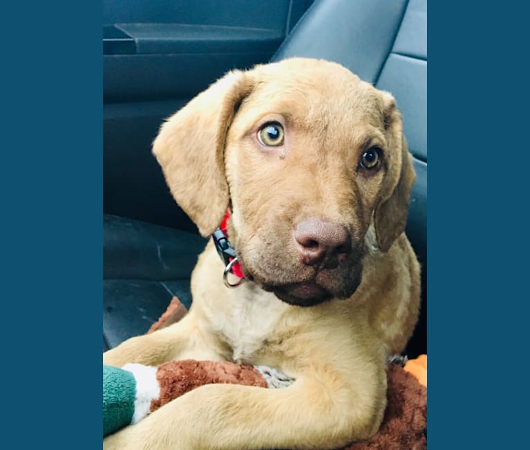 Lady Chesadora, a Chesapeake Bay Retriever tested with EmbarkVet.com