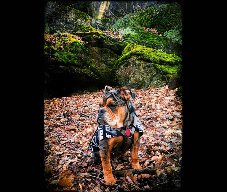 Photo of Vinny, an Olde English Bulldogge  in Kentucky, USA