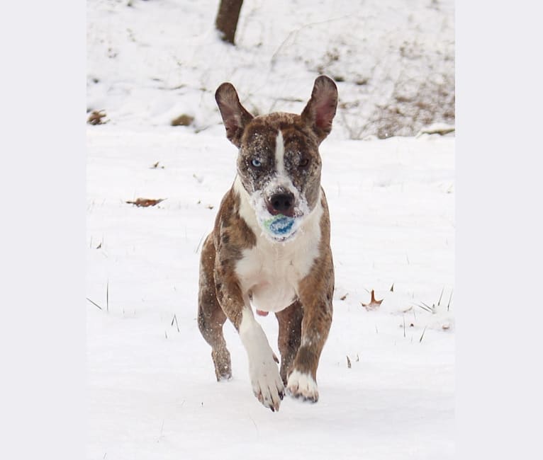 Photo of Hammer, a Boston Terrier, Australian Cattle Dog, and Redbone Coonhound mix in Morristown, TN, USA