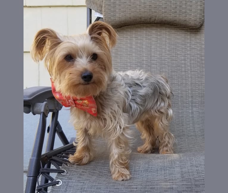 Photo of Eva, a Yorkshire Terrier  in Connecticut, USA