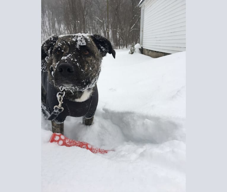 embark dog dna test breed