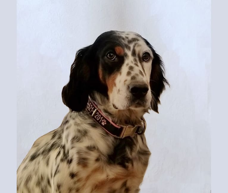 Shelby, a Llewellin Setter tested with EmbarkVet.com