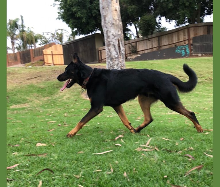 Atreyu, a Beauceron tested with EmbarkVet.com