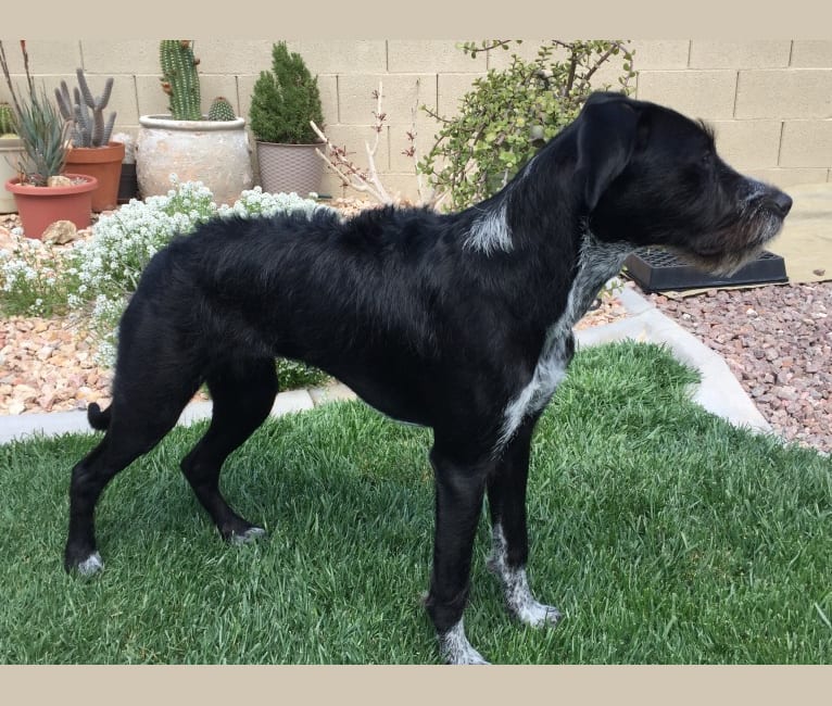 Photo of Pepper, a Wirehaired Pointing Griffon and Boxer mix in Las Vegas, Nevada, USA