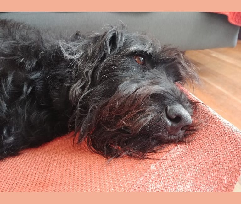 Airedale black lab mix online