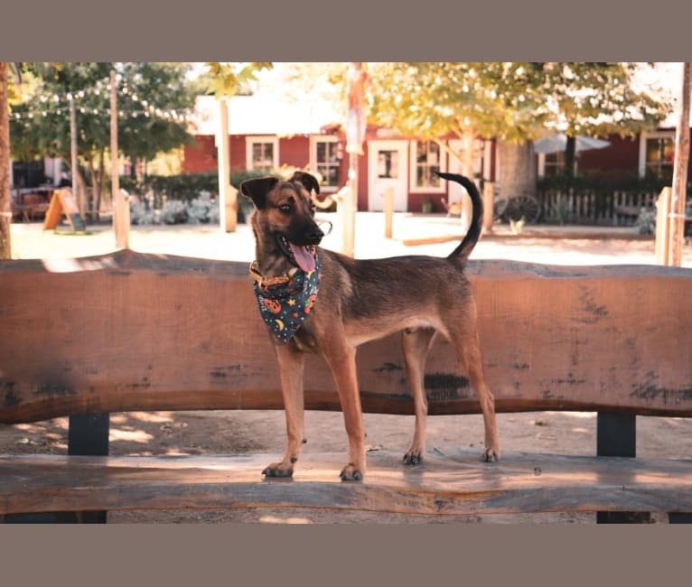 Photo of Sonny, a Belgian Malinois, American Pit Bull Terrier, German Shepherd Dog, and Mixed mix in Baja California, Mexico