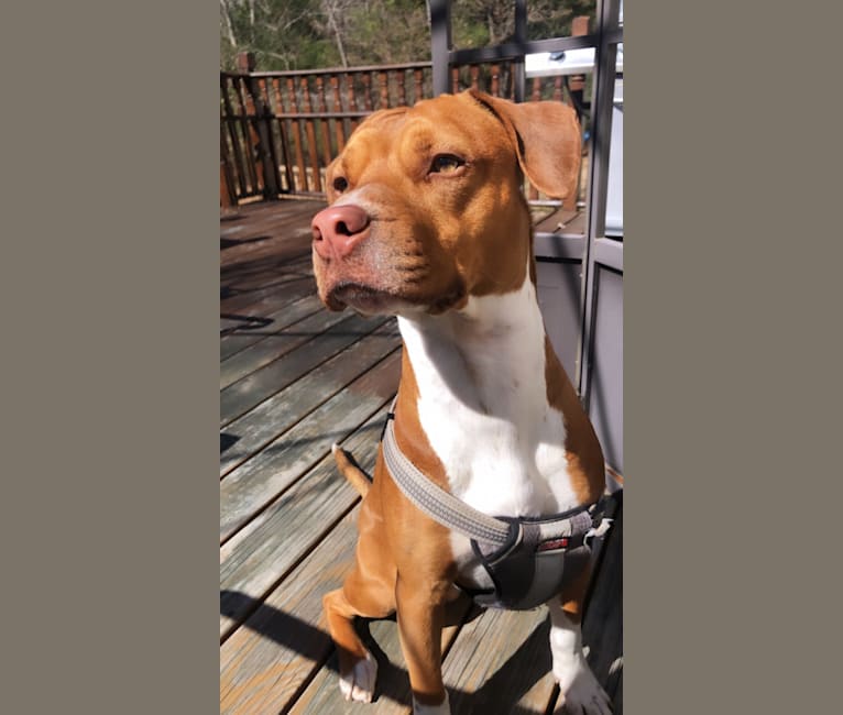 Photo of Ziggy, an American Pit Bull Terrier, Miniature Pinscher, and American Staffordshire Terrier mix in Florida, USA