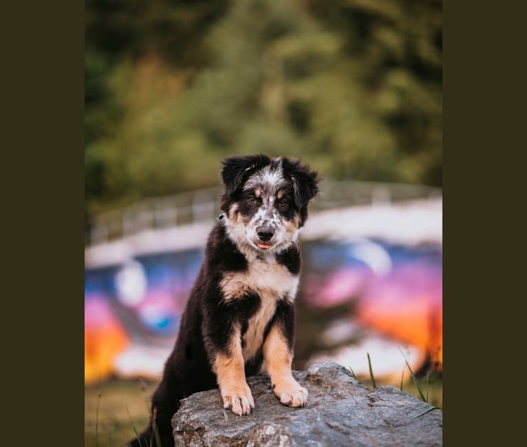 Marin, a Border Collie and Australian Cattle Dog mix tested with EmbarkVet.com