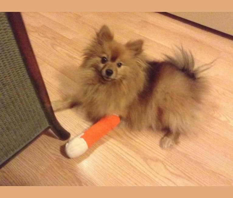 Zeke, a Pomeranian tested with EmbarkVet.com