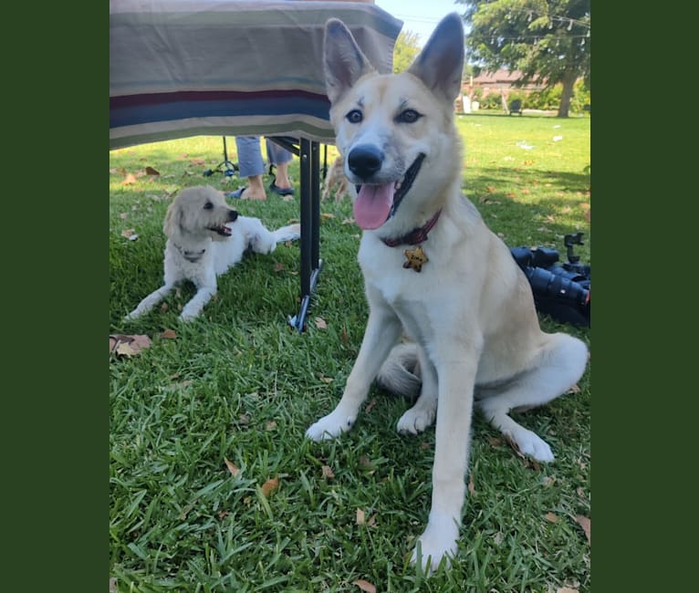 Zima, a Siberian Husky and German Shepherd Dog mix tested with EmbarkVet.com