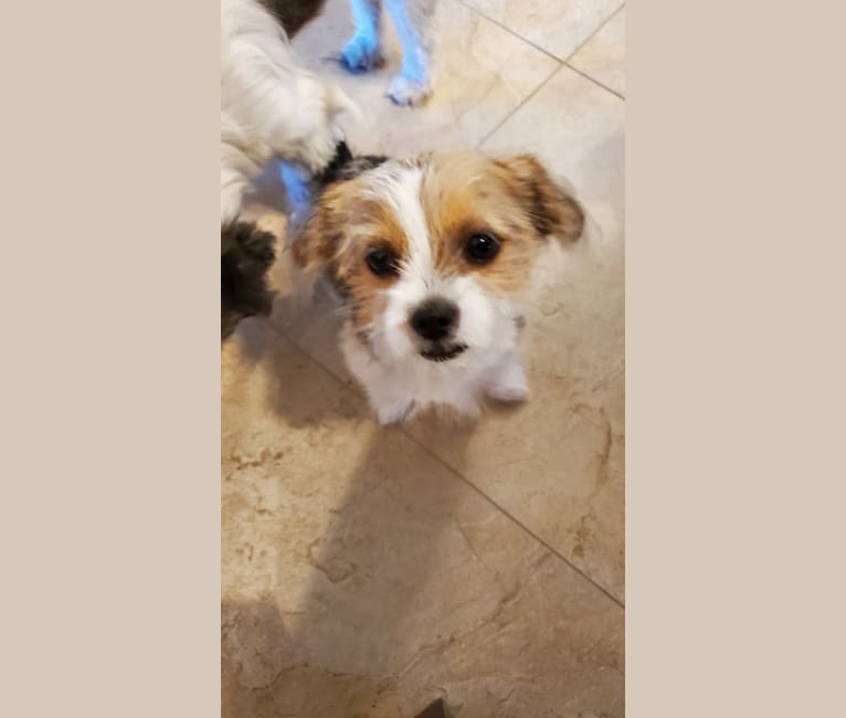 Photo of Tula Jemima Boone, a Shih Tzu, Chihuahua, and Mountain Cur mix in Dallas, TX, USA