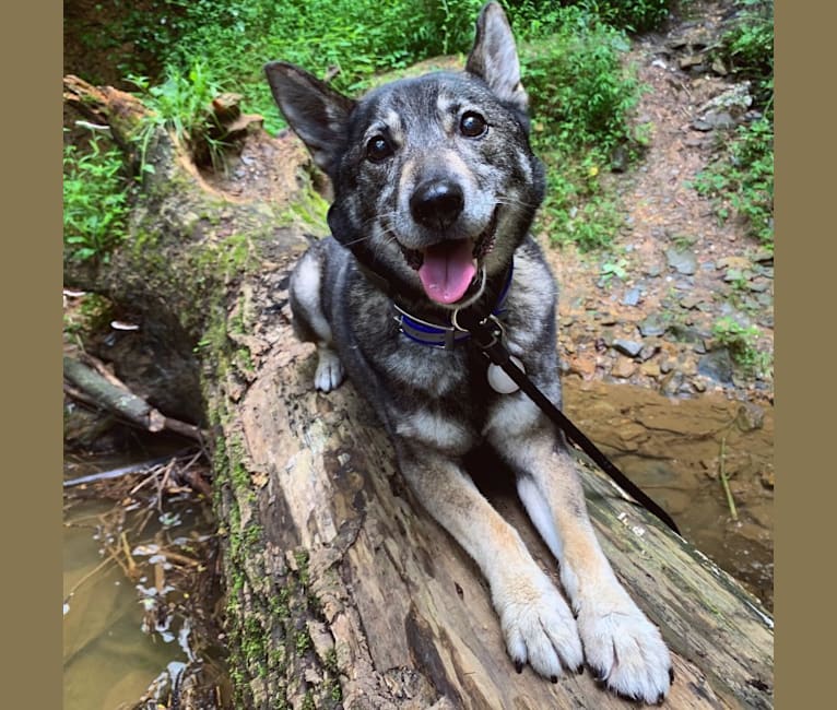 Gus, a Norwegian Elkhound and German Shepherd Dog mix tested with EmbarkVet.com