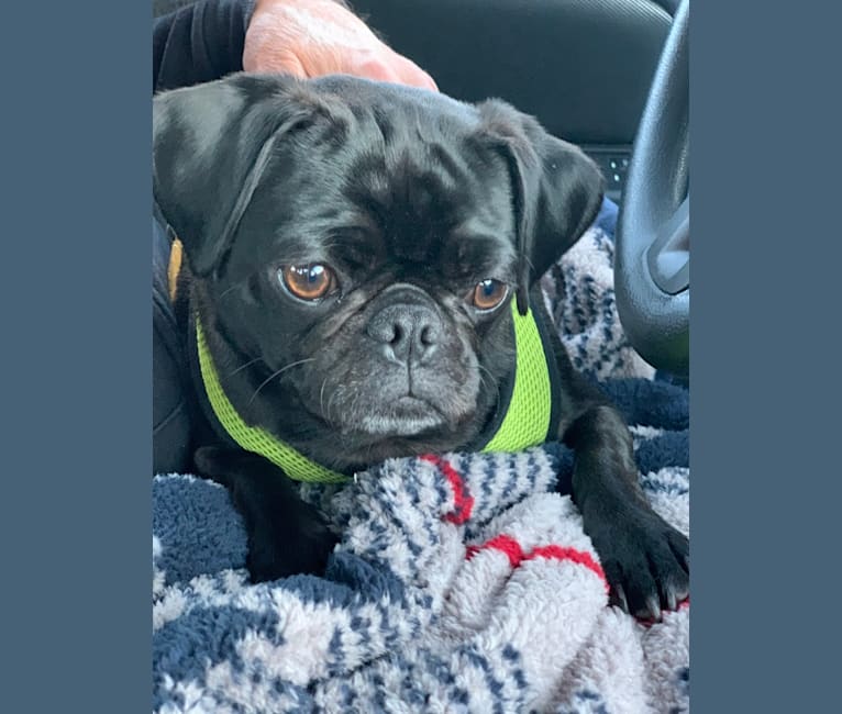 Photo of Dipper, a Pug  in Ravenna, KY, USA