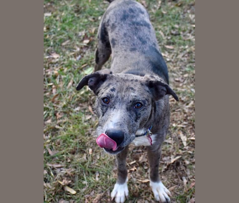 Skyler, an American Pit Bull Terrier and Australian Shepherd mix tested with EmbarkVet.com