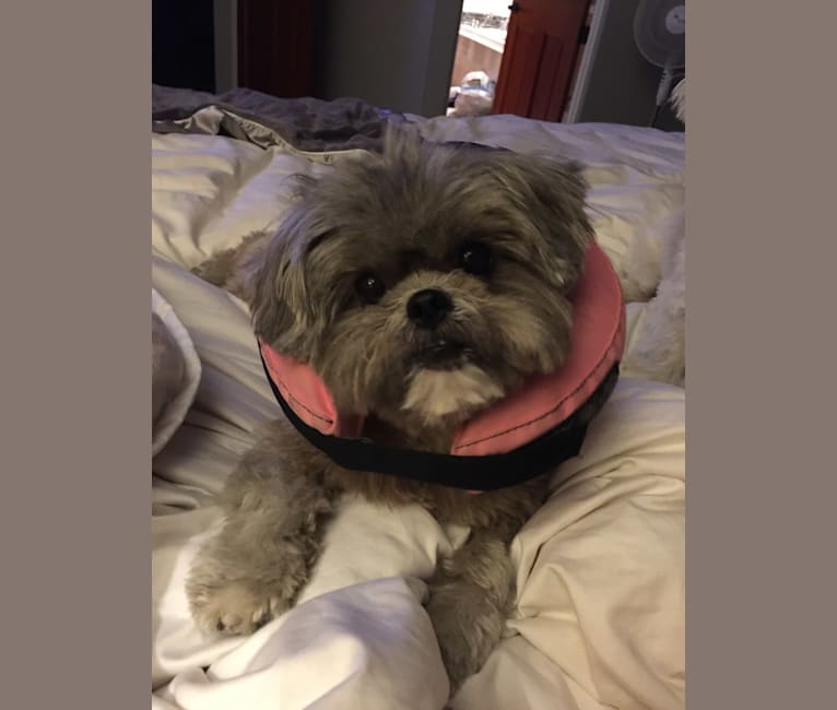 Lulu, a Shih Tzu and Yorkshire Terrier mix tested with EmbarkVet.com