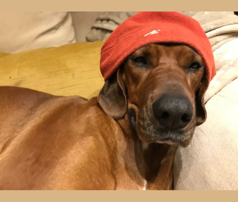 Embark Dog DNA Test Breed