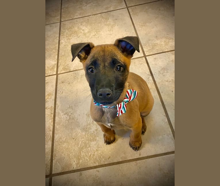 Max, a Belgian Malinois and Boxer mix tested with EmbarkVet.com