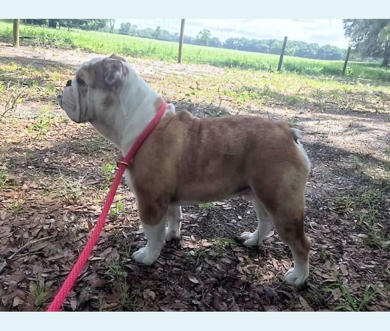 Photo of Jäger, a Bulldog  in Orlando, FL, USA