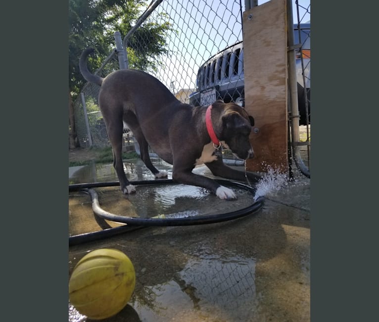 Photo of Bella Bean-sprout Bradbury, an American Pit Bull Terrier, German Shepherd Dog, Chow Chow, Bull Terrier, and Mixed mix in Mexico