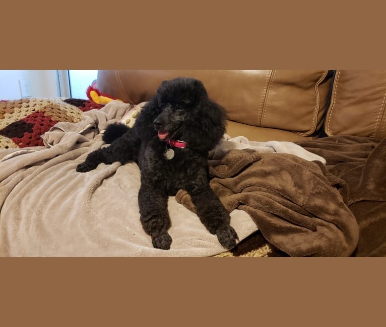Cherry Bomb, a Poodle (Small) tested with EmbarkVet.com
