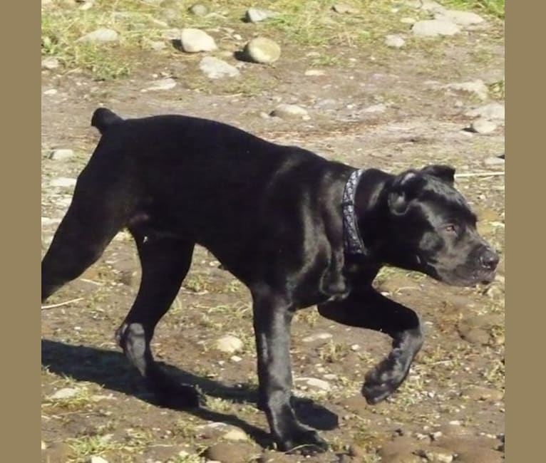 Grim, a Cane Corso and Neapolitan Mastiff mix tested with EmbarkVet.com