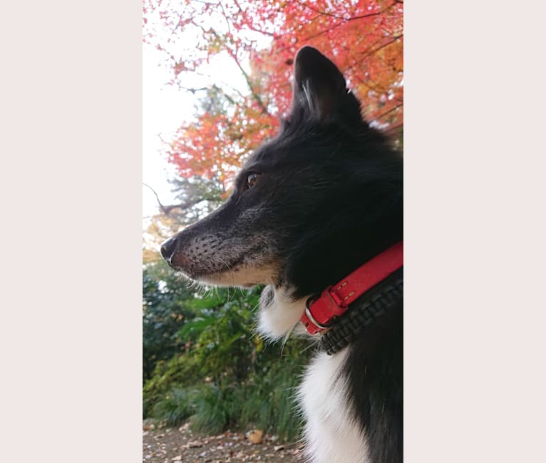 Kurotaro, an East Asian Village Dog and Shiba Inu mix tested with EmbarkVet.com