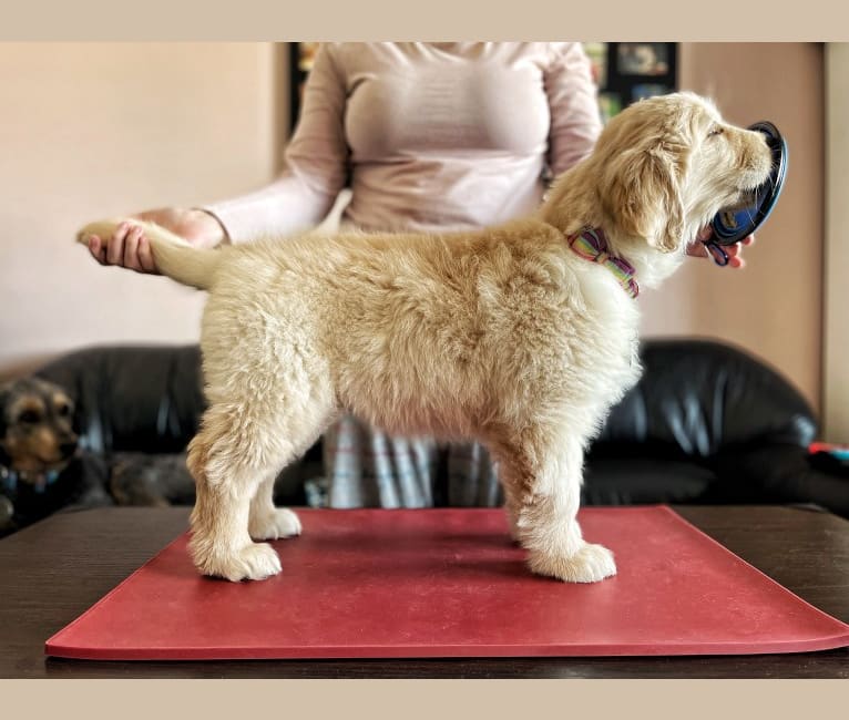 Alita, a Golden Retriever tested with EmbarkVet.com
