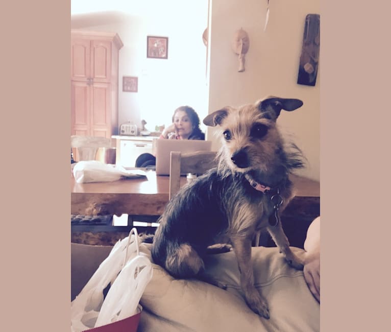 Embark Dog DNA Test - Breed