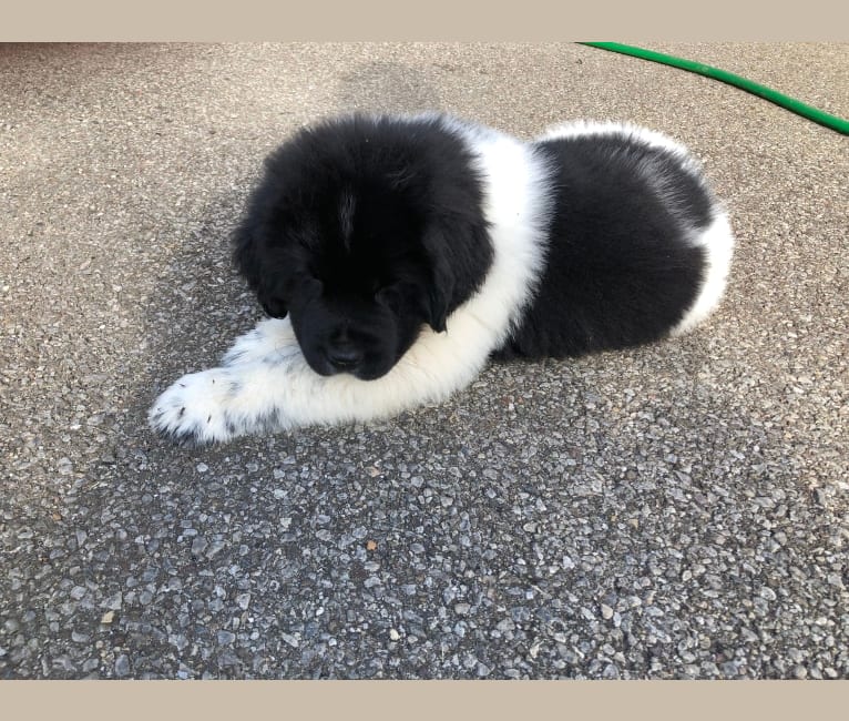 Photo of Luna, a Newfoundland  in Drumore, PA, USA