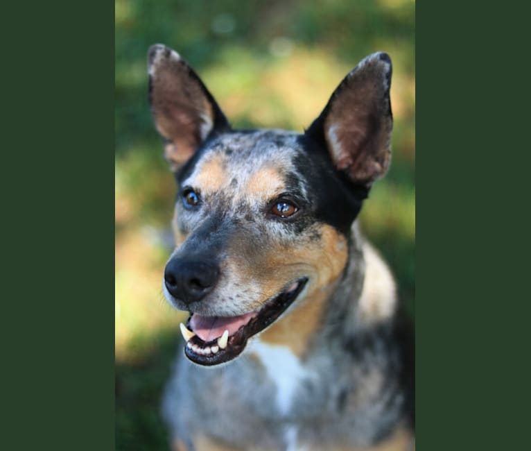Schroeder, a Mountain Cur and Catahoula Leopard Dog mix tested with EmbarkVet.com